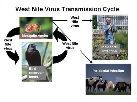 West Nile virus maintains itself in nature by cycling between mosquitoes of the Culex type and certain species of birds. A mosquito bites an uninfected bird, the virus amplifies within the bird, an uninfected mosquito bites the bird and is in turn infected. Other species such as humans and horses are incidental infections, because the virus does not amplify well within these species.