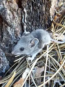 A photograph of a deer mouse