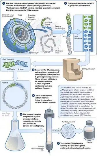 Image of steps used to make an investigational DNA vaccine against West Nile virus[140]