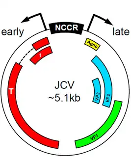 A map of the genome of Human polyomavirus 2, indicating the position of the tumor antigen genes (red), the three capsid protein genes (green and blue), the agnogene (yellow), and the non-coding control region (NCCR).[21]