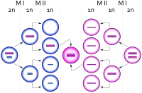 Sperm cells dividing, one ending up with an extra copy of the X chromosome, producing a zygote with an extra X