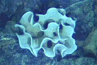 The xenophyophore, another single-celled foraminiferan, lives in abyssal zones. It has a giant shell up to 20&nbsp;cm across.