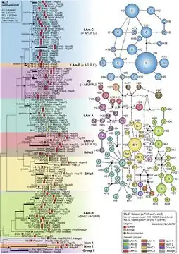 Phylogeny and haplotype among Histoplasma capsulatum genotypes[37]