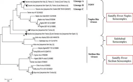 Neighbour-joining tree of Old World sandfly-borne phleboviruses(Naples, Sicilian and Salehabad species)[3]