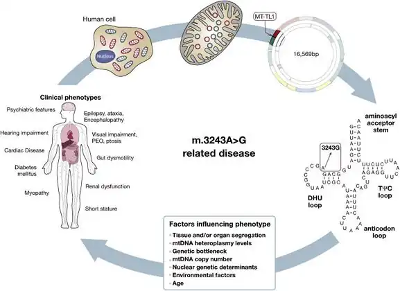 Phenotypic expression of m.3243A>G MT-TL1 can be influenced by several factors[52]