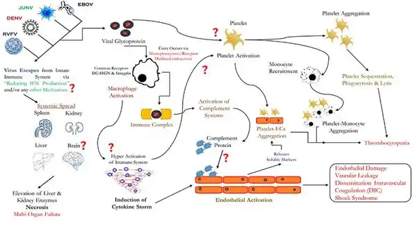 (Possible) pathophysiology for thrombocytopenia and vascular leakage in VHF[15]