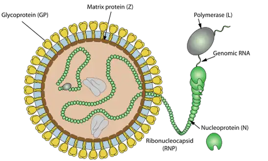 Mammarenavirus (taxid:1653394) -Machupo mammarenavirus causes Bolivian hemorrhagic fever[14]