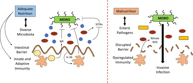 Malnutrition can coexist with enteric pathogen colonization and is associated with increased inflammation and nitrate and reactive oxygen species production that promote MDRO carriage[37]
