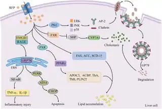 Diagram of the molecular mechanisms of RFP-induced liver injury[51]