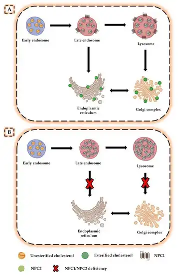 a) Normal b) altered cholesterol trafficking in Niemann–Pick disease type C[8]