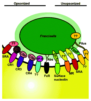 Initial interactions between Francisella tularensis and host cells.[22]