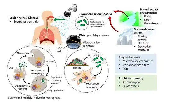 Transmission sources, life cycle within water systems[20]