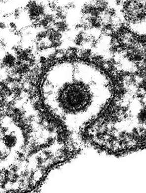 Semliki Forest virus proceeds into the cell via a clathrin-coated pit