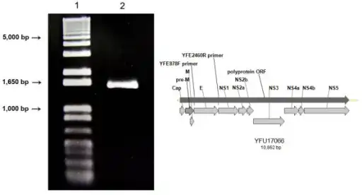 (Left) Agarose gel- Yellow fever env gene (Right) Yellow fever genome
