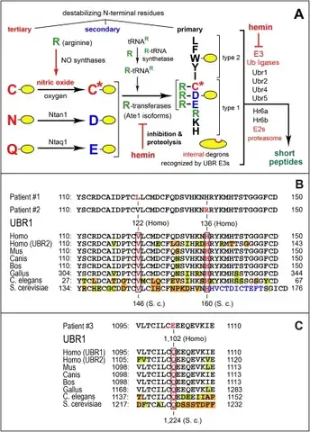 a-c)Arg/N-end rule pathway and missense mutations in human UBR1 that underlie specific cases of Johanson-Blizzard syndrome