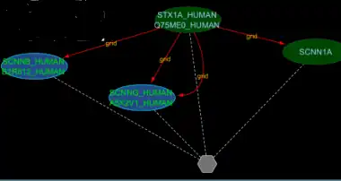 Liddle syndrome. Mutations in either SCNNB or SCNNG are associated with Liddle syndrome[5]