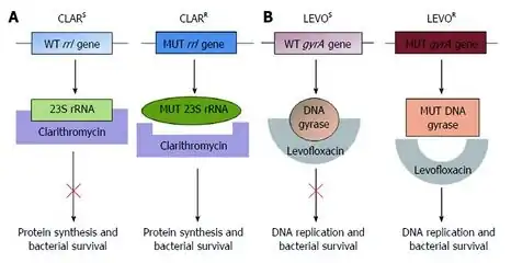 a,b)Molecular mechanism of clarithromycin and levofloxacin resistance[66]