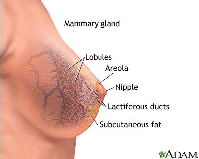 Mammary gland Mammary gland