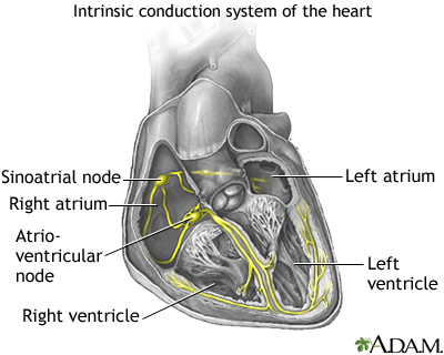 Conduction system of the heart Conduction system of the heart