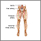 Arterial bypass leg - series - Normal anatomy
