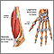 Tendon vs. ligament Tendon vs. ligament