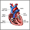 Heart chambers Heart chambers