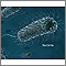 Bacteria