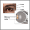Eye lens anatomy Eye lens anatomy