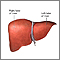 Liver anatomy Liver anatomy
