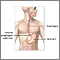 Upper gastrointestinal system Upper gastrointestinal system