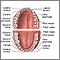 Dental anatomy Dental anatomy