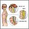 Spinal anatomy Spinal anatomy