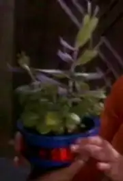 Bajoran spiny basil