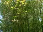 Bamboo