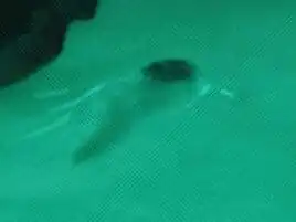 Bix symbiont in 3191