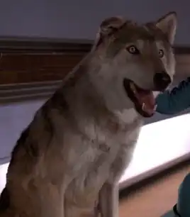 Buck (animal performer)