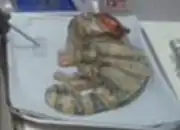 Calrissian chameleon