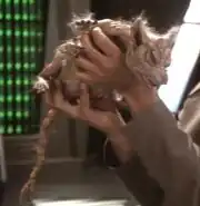 Cardassian vole