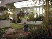 Clara Sutter planting nasturtiums