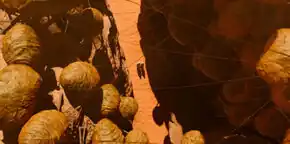 Crepusculan egg sacs