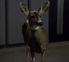 A deer from Chakotay's dreams