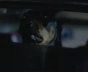 An angry Domberman in a parked car