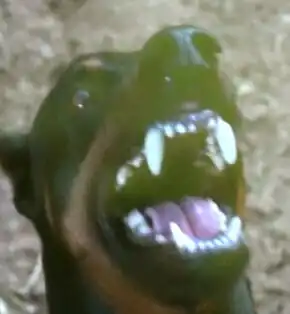 An image of an angry Doberman