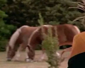 A pair of farm horses