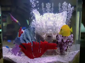 An aquarium with coral in Picard's quarters