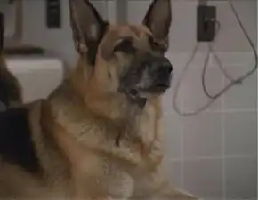 Odo as a German Shepherd