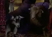Goat and sheep