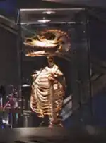 Gorn skeleton