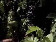 Grapes