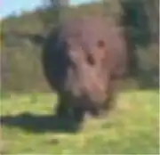 Hippopotamus